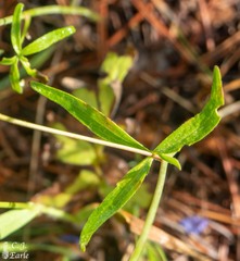 Delphinium nuttallianum