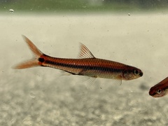 Notropis maculatus
