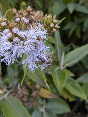 Aristeguietia lamiifolia