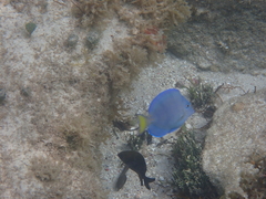 Acanthurus coeruleus