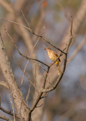 Pycnonotus conradi