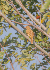 Pycnonotus conradi