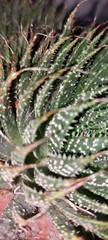 Aristaloe aristata