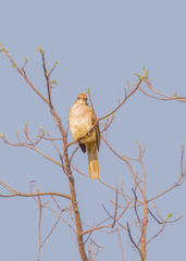 Pycnonotus conradi