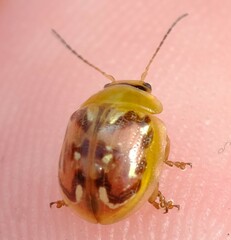 Paropsisterna obliterata