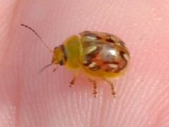 Paropsisterna obliterata