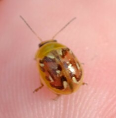 Paropsisterna obliterata