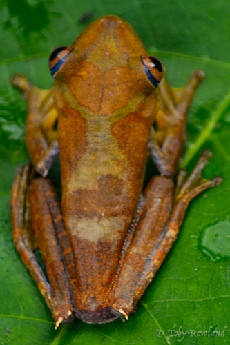 Boana geographica