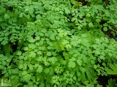 Thalictrum occidentale