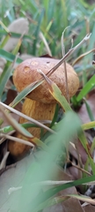 Boletaceae