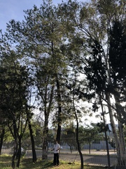 Casuarina equisetifolia