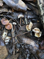 Gymnopus brassicolens