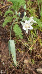 Calochortus lyallii