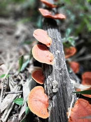 Trametes sanguinea