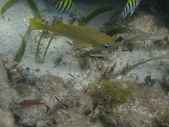 Haemulon flavolineatum