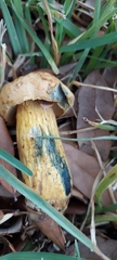 Boletaceae