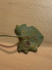 Puccinia campanulae