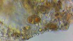 Puccinia campanulae