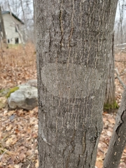 Aleurodiscus oakesii