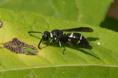 Euodynerus foraminatus