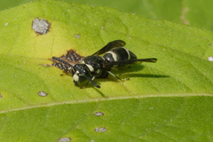 Euodynerus foraminatus