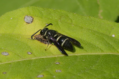 Euodynerus foraminatus