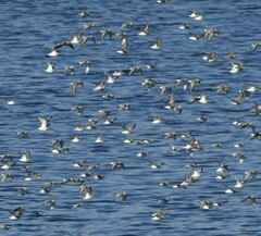 Calidris alpina