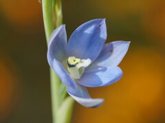 Thelymitra media