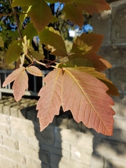Acer griseum