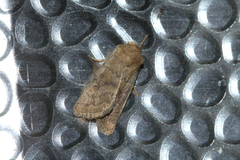 Hoplodrina octogenaria