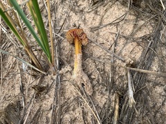 Hygrocybe conicoides