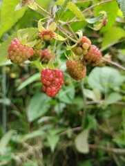 Rubus glaucus