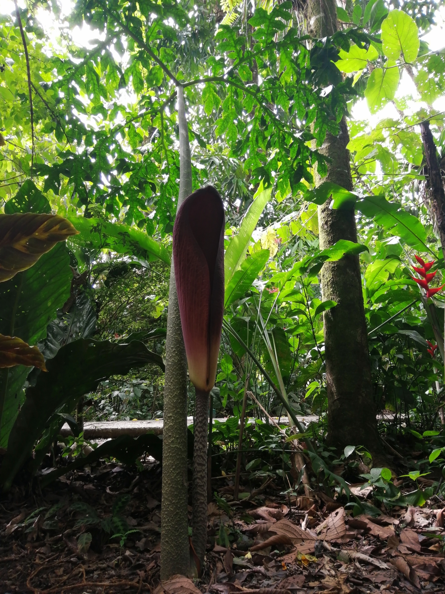 Abacaxi-do-brejo