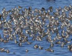 Calidris alpina