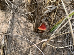 Hygrocybe conicoides