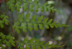 Asplenium laserpitiifolium