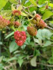 Rubus glaucus