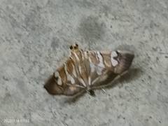 Chabula acamasalis