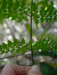 Asplenium laserpitiifolium