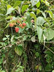 Rubus glaucus