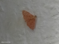 Herpetogramma licarsisalis