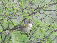 Synallaxis albescens