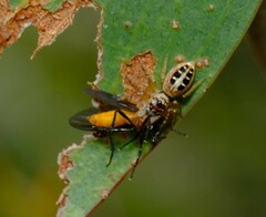 Opisthoncus sexmaculatus