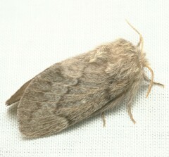 Pernattia pusilla
