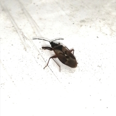 Gastrodes abietum