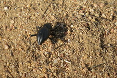 Eleodes armata