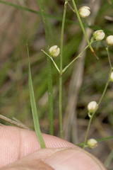 Lomandra laxa