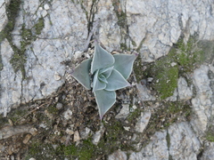 Dudleya cymosa pumila