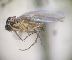 Sciaroidea