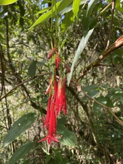 Fuchsia boliviana